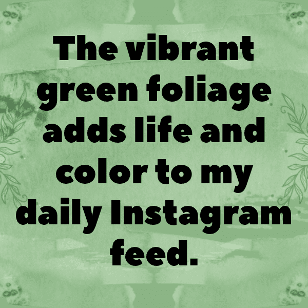 230+ Mulberry Captions For Instagram In 2025 9 Mulberry Captions Photo For Instagram-ys0Gpy