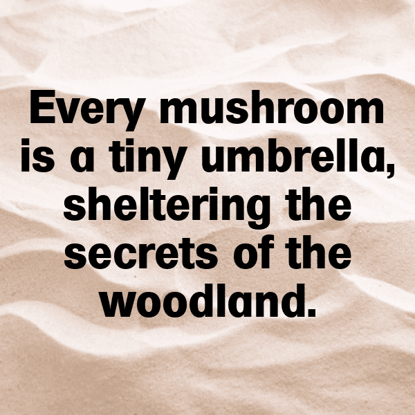 251+ Mushroom Captions For Instagram (Fresh & Trendy) 11 Mushroom Captions Image For Instagram-X61bni