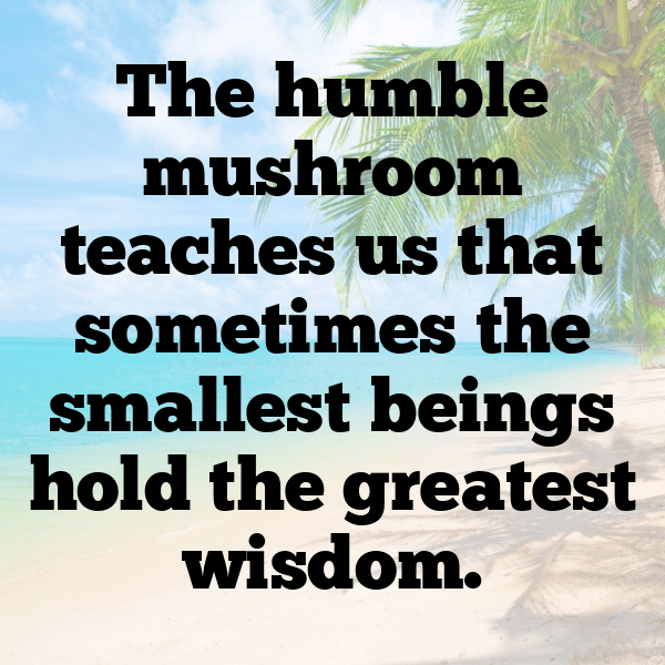 251+ Mushroom Captions For Instagram (Fresh & Trendy) 18 Mushroom Captions Photo For Instagram-LVX7AF