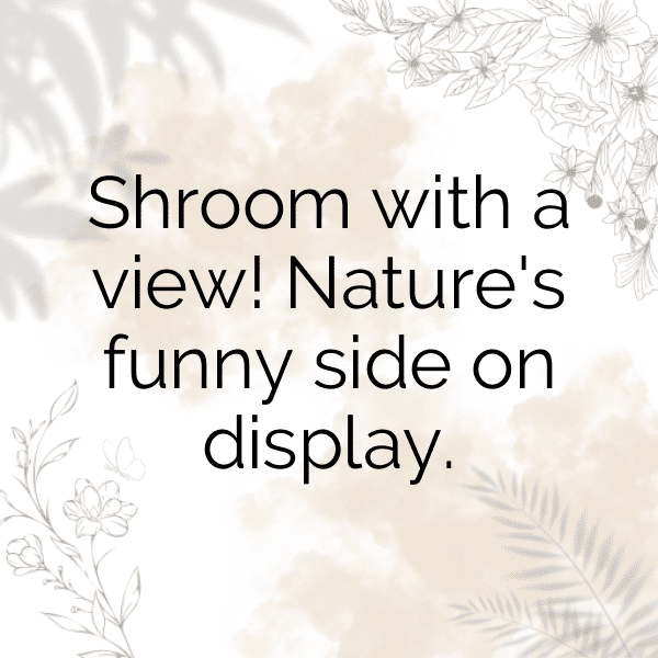 251+ Mushroom Captions For Instagram (Fresh & Trendy) 6 Mushroom Captions Photo For Instagram-XuREv0