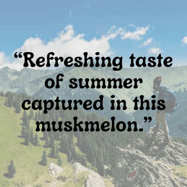 291+ Muskmelon Captions For Instagram In 2025 13 Muskmelon Captions Image For Instagram-h2xdw8