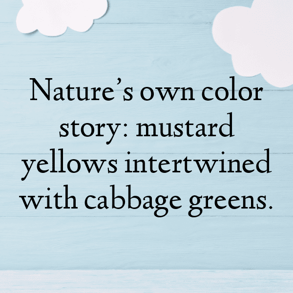 254+ Mustard Cabbage Captions For Instagram (Best, Funny & Short) 6 Mustard Cabbage Captions Photo For Instagram-5jbBt4