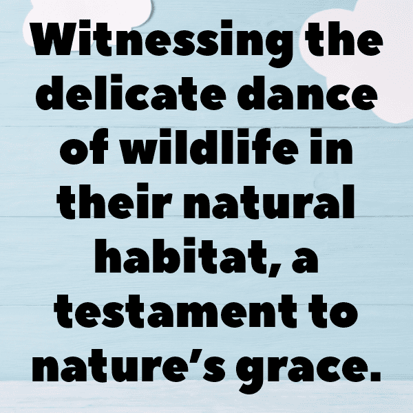 275+ Nature Escape Captions for Instagram (Short, Trending & Viral) 11 Nature Escape Captions Image for Instagram-aptwwt