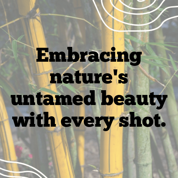 283+ Nature Photography Captions for Instagram (Short, Trending & Viral) 17 Nature Photography Captions Photo for Instagram-kHKLmq