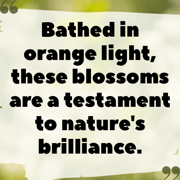 268+ Orange Captions For Instagram (Fresh & Trendy) 12 Orange Captions Image For Instagram-0mndwP