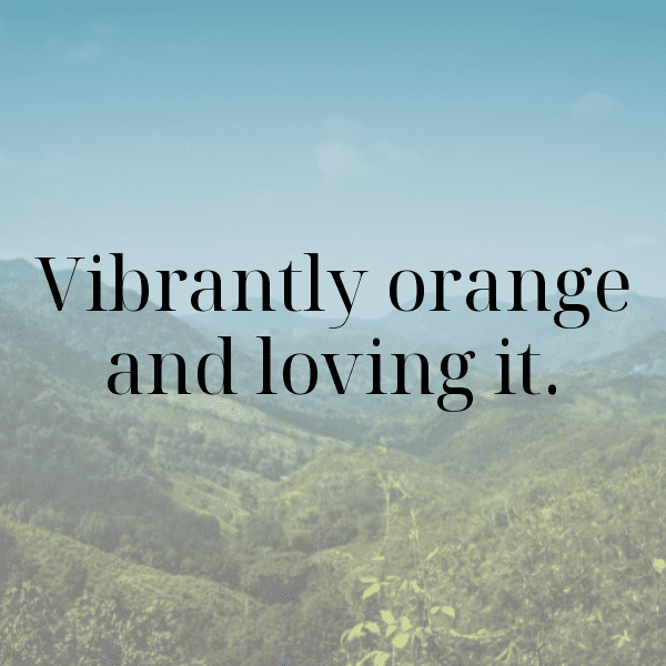 345+ Orangelo Captions For Instagram (Trending, Funny & Top) 10 Orangelo Captions Image For Instagram-4TkHgD