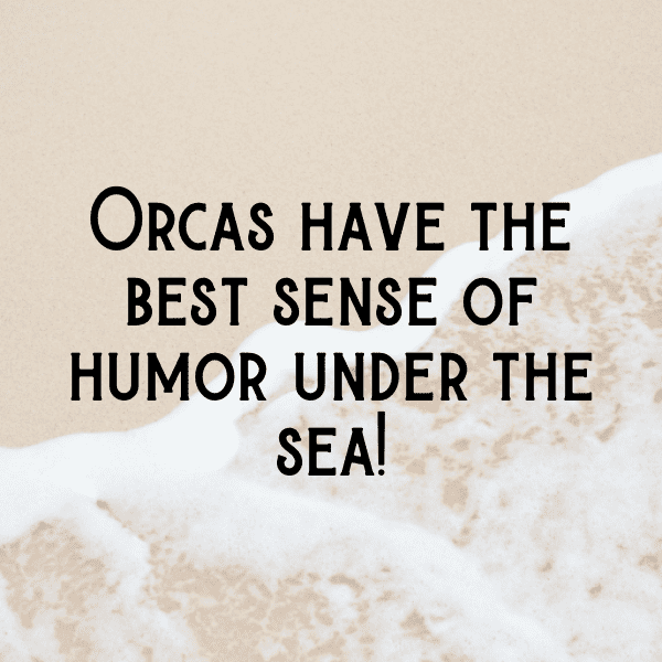 Orca Captions Photo For Instagram-xJvQ4U