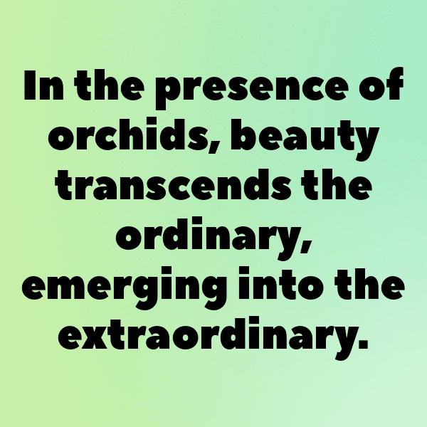 286+ Orchid Captions For Instagram In 2025 7 Orchid Captions Image For Instagram-00Cr6b