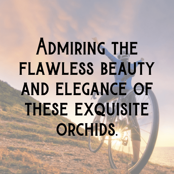 286+ Orchid Captions For Instagram In 2025 15 Orchid Captions Image For Instagram-MA466n