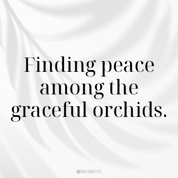 286+ Orchid Captions For Instagram In 2025 14 Orchid Captions Image For Instagram-z0rHwc