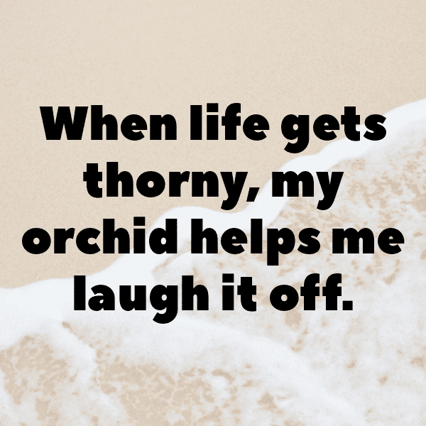 286+ Orchid Captions For Instagram In 2025 6 Orchid Captions Photo For Instagram-7hdvoe