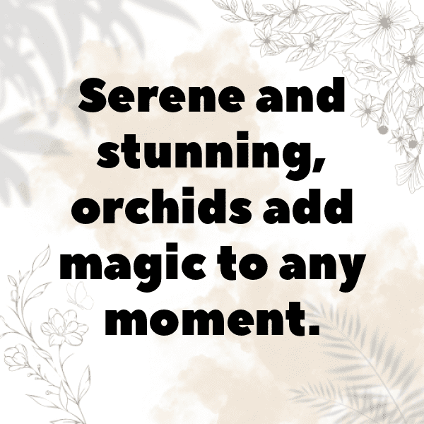 286+ Orchid Captions For Instagram In 2025 17 Orchid Captions Photo For Instagram-MpdcfI