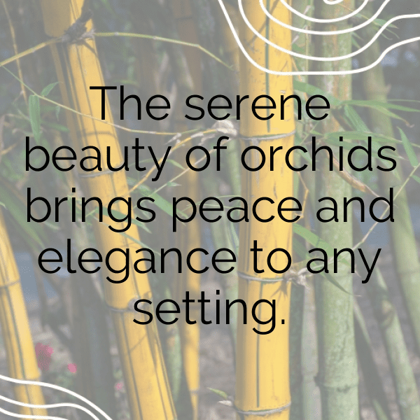 286+ Orchid Captions For Instagram In 2025 16 Orchid Captions Photo For Instagram-wXKXRz