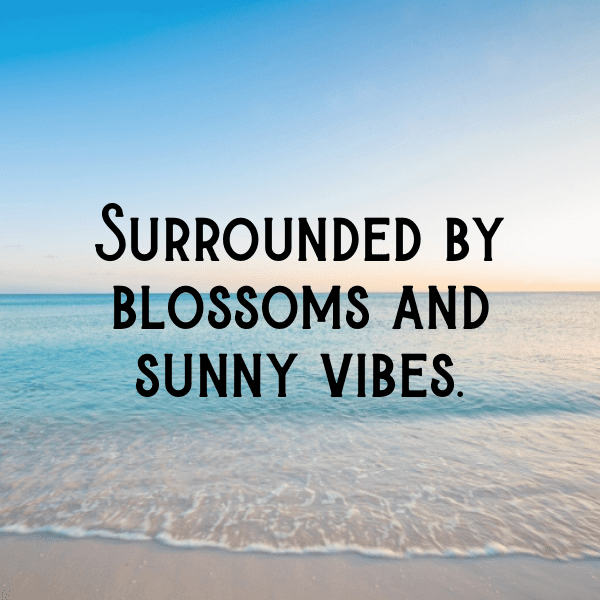 Osteospermum Captions Image For Instagram-QQBeYy