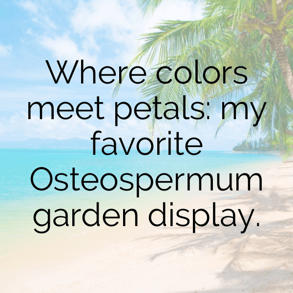 Osteospermum Captions Photo For Instagram-g3UzSf