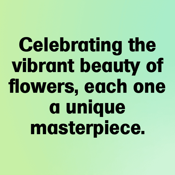 Osteospermum Captions Photo For Instagram-VVum7s