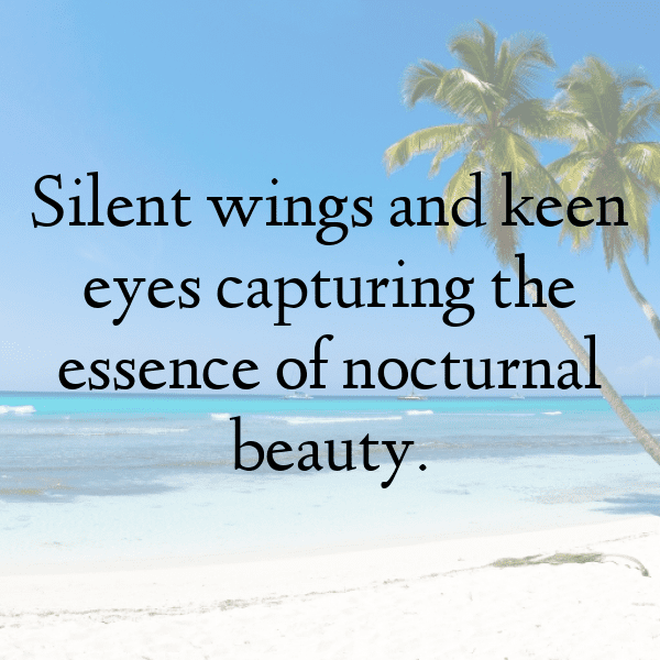 Owl Captions Image For Instagram-jvB6ns