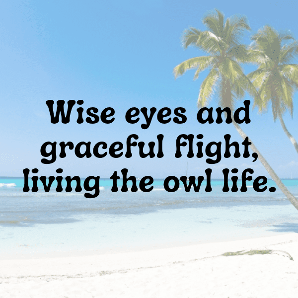 Owl Captions Photo For Instagram-YhZVlV