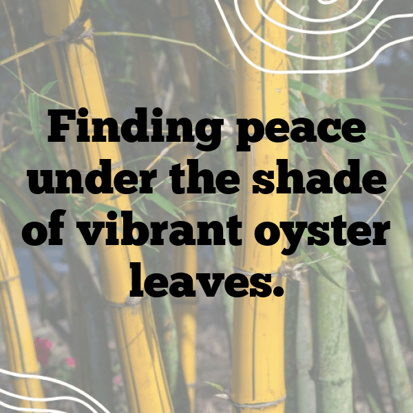 262+ Oyster Leaf Captions For Instagram (Short, Trending & Viral) 8 Oyster Leaf Captions Photo For Instagram-pkBRlb