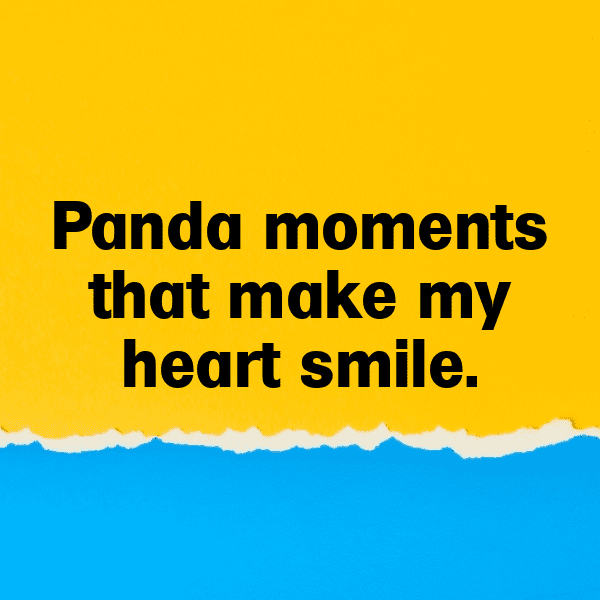 Panda Captions Image For Instagram-6gLTr3