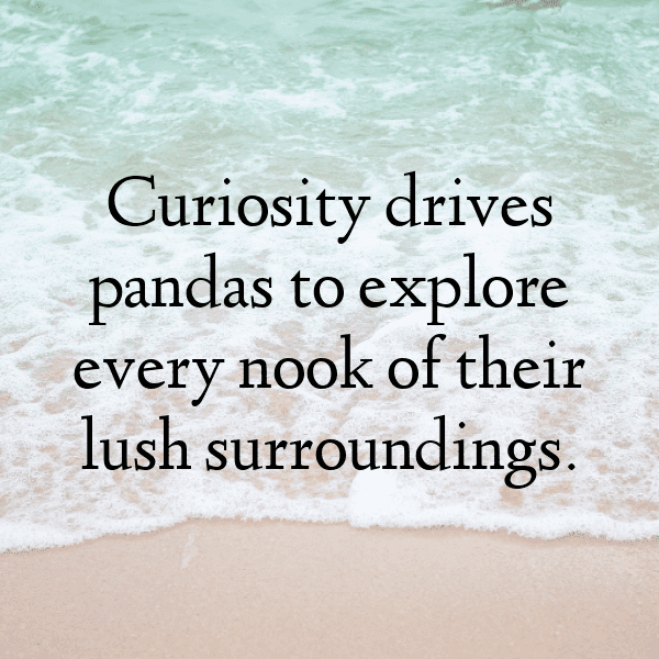 Panda Captions Image For Instagram-tAm72W