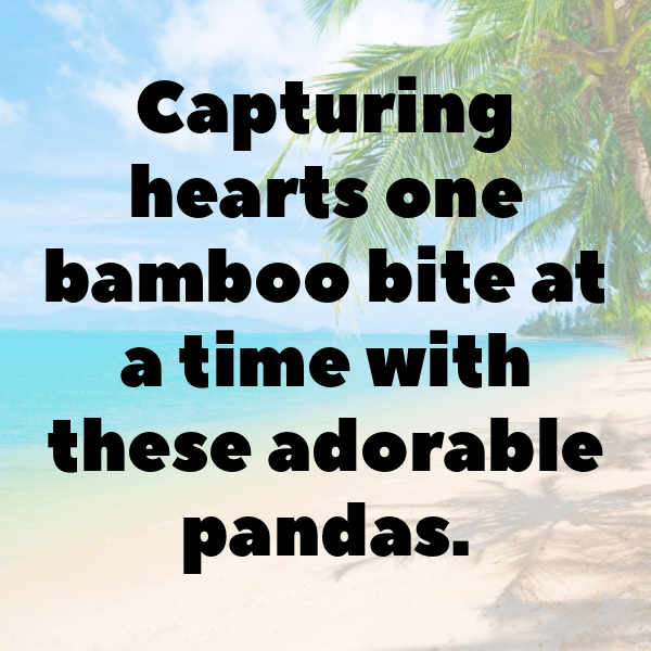 Panda Captions Photo For Instagram-4F3Aha