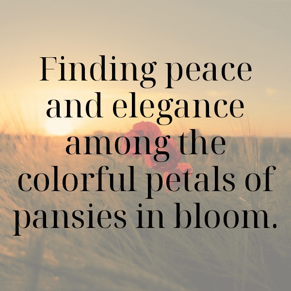 Pansy Captions Photo For Instagram-8uc9Fq