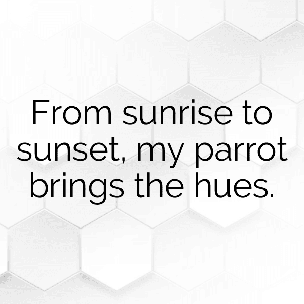 Parrot Captions Image For Instagram-QKfeGx