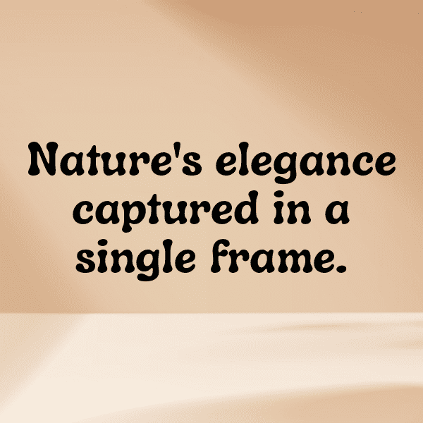 Parrot Captions Photo For Instagram-nIdfFr