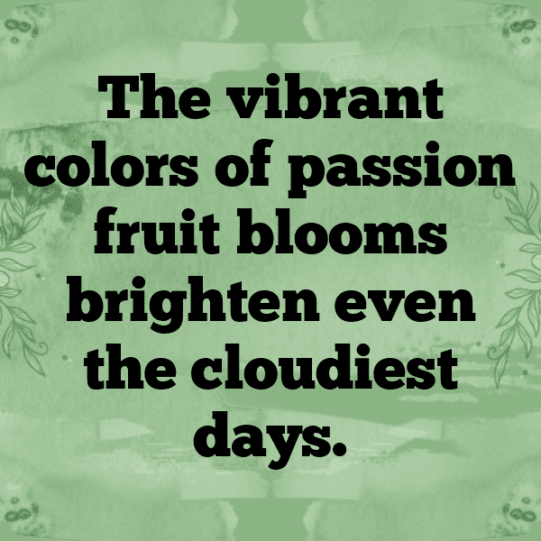 Passionflower Captions Photo For Instagram-lNQcLN