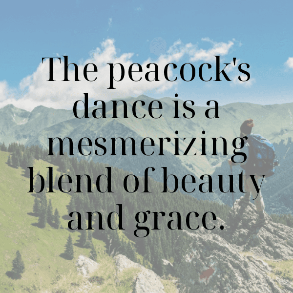 Peacock Captions Photo For Instagram-KXg10j