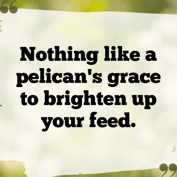 Pelican Captions Photo For Instagram-C9qL3G