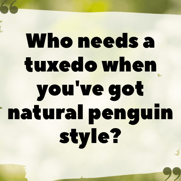 341+ Penguin Captions For Instagram (Short, Trending & Viral) 12 Penguin Captions Photo For Instagram-5mzOEG