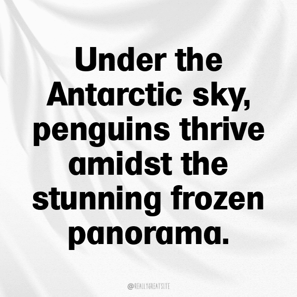 341+ Penguin Captions For Instagram (Short, Trending & Viral) 14 Penguin Captions Photo For Instagram-dhTmvf