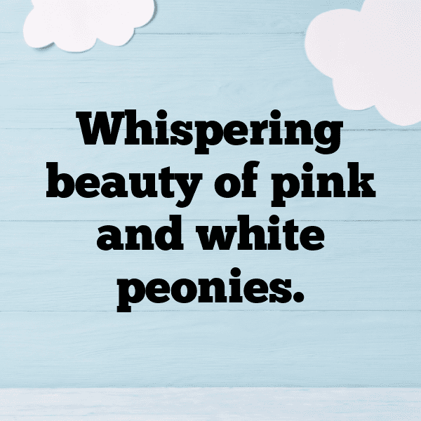 Peony Captions Image For Instagram-BqwPNP