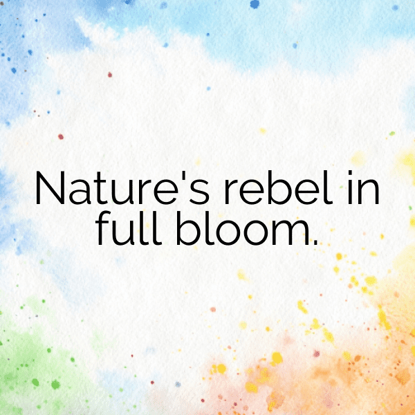 Peony Captions Photo For Instagram-6n9jU2