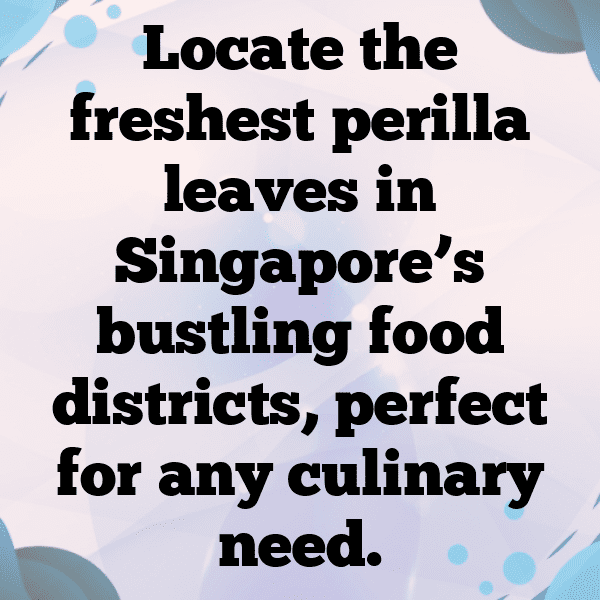 250+ Perilla Captions For Instagram (Best, Funny & Short) 13 Perilla Captions Photo For Instagram-VXNrzN