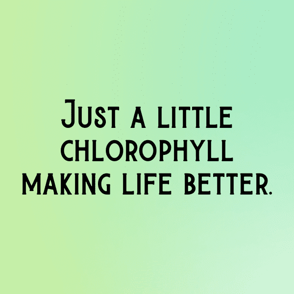 Petunia Captions Photo For Instagram-EkeQsF