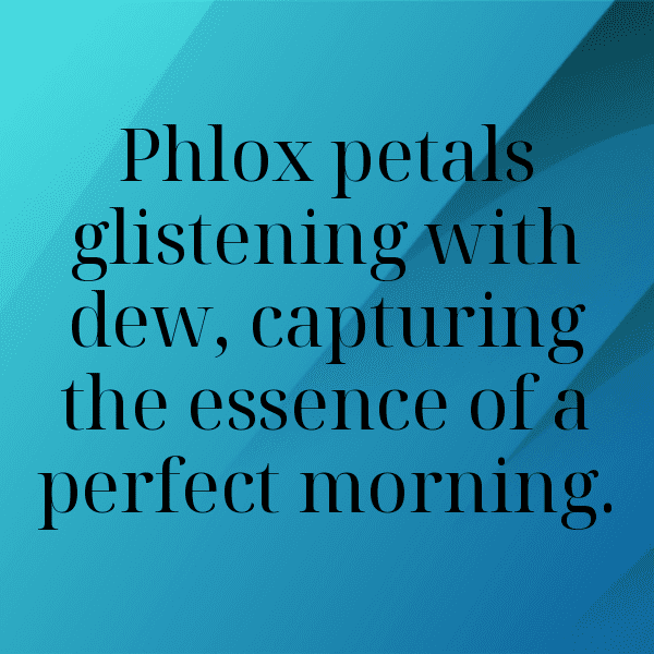 Phlox Captions Image For Instagram-f1xfM0