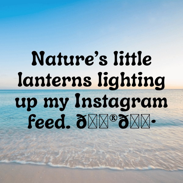 301+ Physalis Captions For Instagram (Best, Funny & Short) 5 Physalis Captions Image For Instagram-Srln4A