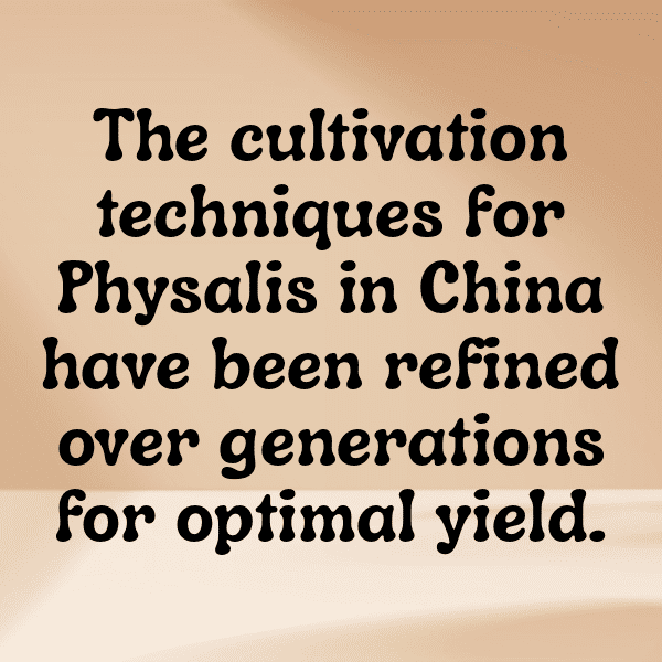 301+ Physalis Captions For Instagram (Best, Funny & Short) 14 Physalis Captions Image For Instagram-uxc6m4