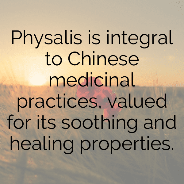 301+ Physalis Captions For Instagram (Best, Funny & Short) 13 Physalis Captions Image For Instagram-WF4dbH