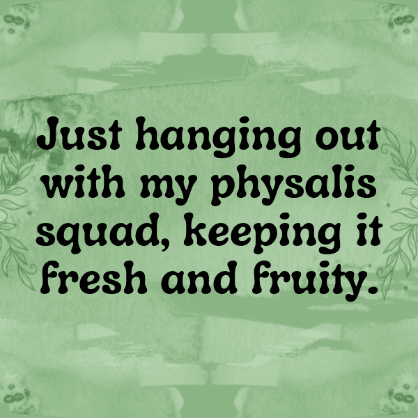 301+ Physalis Captions For Instagram (Best, Funny & Short) 6 Physalis Captions Photo For Instagram-fpM1Zi