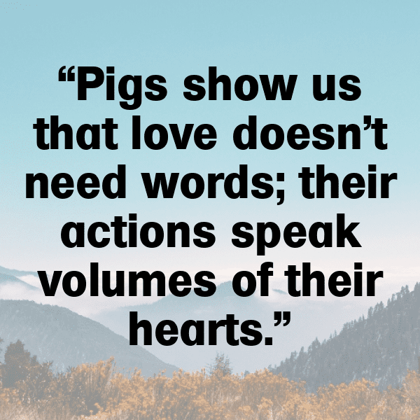 Pig Captions Image For Instagram-2p7roS