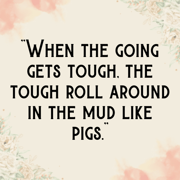 Pig Captions Image For Instagram-kyqKAA