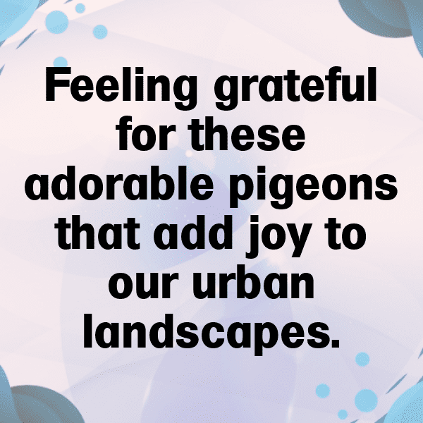 217+ Pigeon Captions For Instagram (Fresh & Trendy) 5 Pigeon Captions Image For Instagram-vC66k0