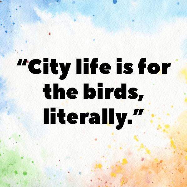 217+ Pigeon Captions For Instagram (Fresh & Trendy) 14 Pigeon Captions Image For Instagram-wIRMnf