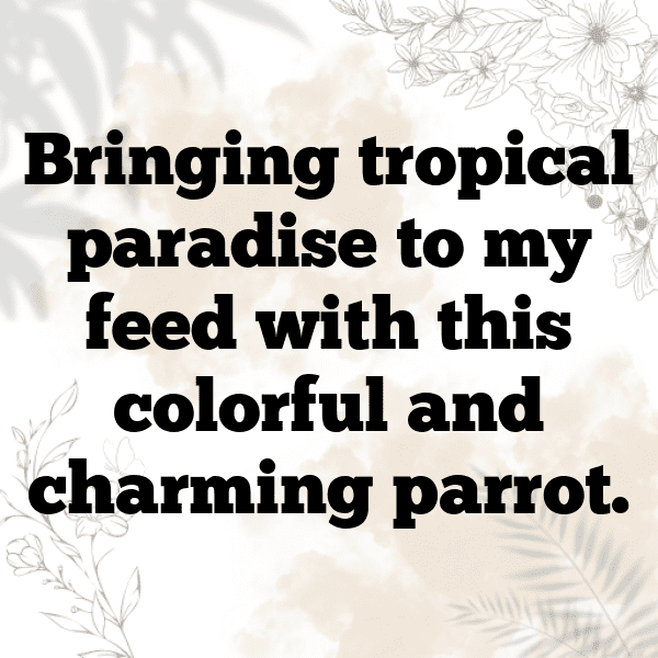 217+ Pigeon Captions For Instagram (Fresh & Trendy) 7 Pigeon Captions Photo For Instagram-CoJvgI