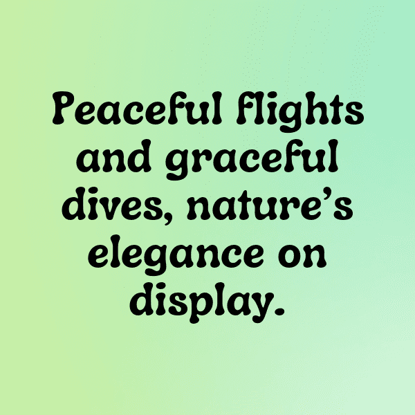 217+ Pigeon Captions For Instagram (Fresh & Trendy) 10 Pigeon Captions Photo For Instagram-mL8OyT