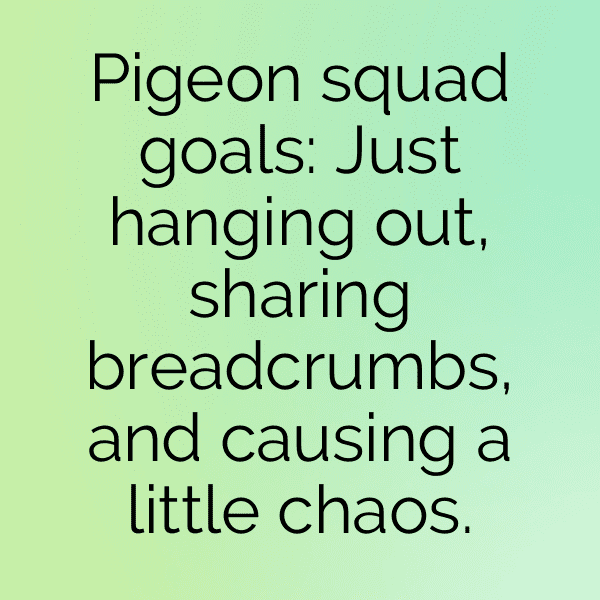 217+ Pigeon Captions For Instagram (Fresh & Trendy) 6 Pigeon Captions Photo For Instagram-xlaez5